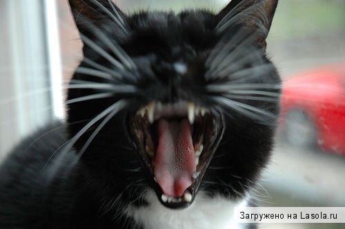 как побороть зевоту