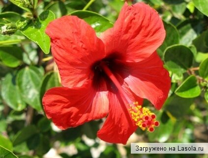 выращиваем гибискус
