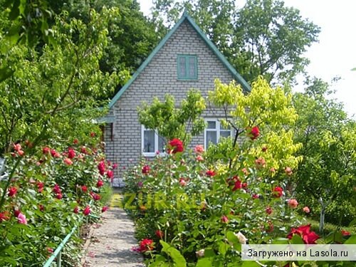 отдых на даче летом