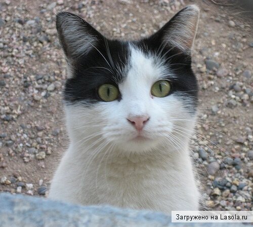 имена для домашних животных