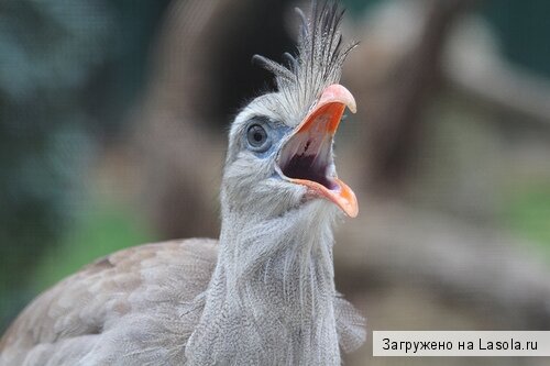 как избавиться от слов-паразитов